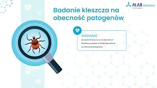 Badanie kleszcza w kierunku obecności B. burgdorferi. Jak przechowywać, jak dostarczyć na badanie?