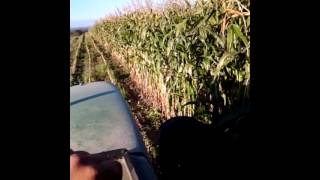 Chopping corn 2015