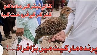 black francolin awaz #kala teetar mandi sindh #teetar