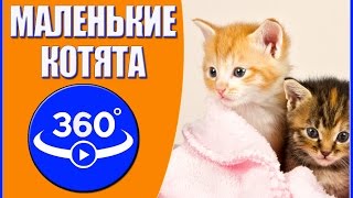 Маленькие котята. Видео 360 градусов.