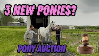 I BOUGHT THREE NEW PONIES AT AUCTION? - BUYING PONIES UNSEEN FROM IRELAND - THE CONNIE DIARIES