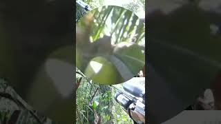 Tembak tupai makan buah kelapa