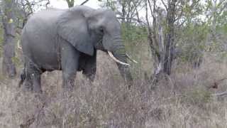 Simbambili Lodge - Game Drive - Elephants