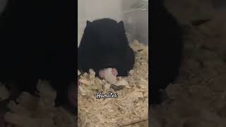 Feeding Hamster #hamster #animal #monsters #viralshort #likeforlikes #subscribe