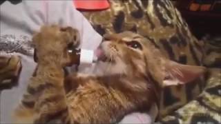 New 2019! Funny cats and cats !!! Новинка 2019! Смешные коты и кошки!!!