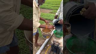 #radifarm drenching in chilli open field nursery#మిరప నారుమడి#ytshorts  #viralshorts@pallerythu1