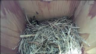 Bernheim Live Bluebird Cam