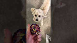 When your dog won't give up the ball 😂 #cavapoolife #cavapoolove #cutecavapoo #dogvideo