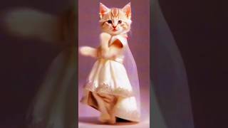 Wonderful Cat Caper #cats #catvideos #catlover #catshorts2024