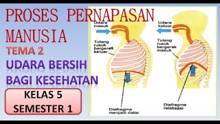 PROSES PERNAPASAN PADA MANUSIA #prosespernapasanpadamanusia #tema2kelas5 #muatanipa #dadangwahyudin