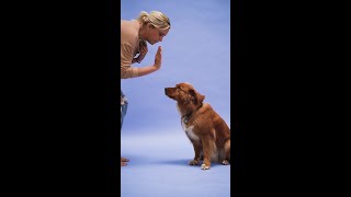 How To Train Your Dog #shorts #funnydoggydog #shortsvideo #youtubeshorts #youtubeshortsvideo