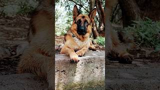 German shepherd stock coat male dog #viral #trending #music #youtubeshorts #shorts #short