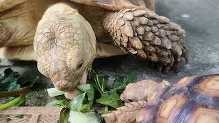 SULCATA TORTOISE FEEDING #mukbang #sulcata #tortoise @KampKenan @GardenStateTortoise