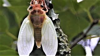 アブラゼミの羽化　　　　　　Emergence of the Large Brown Cicada