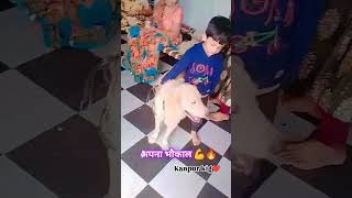 अपना भौकाल है..💪🔥#dog  #shorts #viral