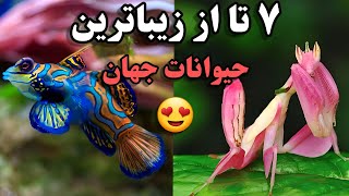 ۷ تا از زیباترین حیوانات جهان | خوشگل ترین حیوانات دنیا