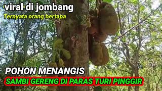 POHON VIRAL❗Sisi lain dunia misteri Pohon bisa menangis sambi gereng....!