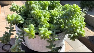 Burro’s Tail cutting progression video