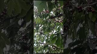 So Many Red Cherries 😍 Check out this Cherry Farm in Skardu | Can you hear the sound of leaves?