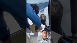 Sea Lions Daily Routine Here! #fishing #sealions #ocean