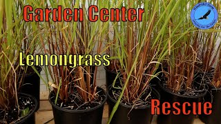 Garden Center Lemongrass Rescue