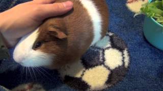 Бело-коричневая морская свинка - White and brown guinea pig