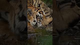 ' A magestic moment in the wild 🐅the tiger aqunches #shorts #ytshorts #tiger #wildlife #animal #bbc