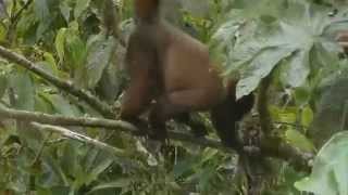 Woolly Monkeys Aug 2015 Version 2, less-shaky clips