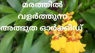 Orchids on Trees | അത്ഭുത ഓർക്കിഡ് മരത്തിൽ വളർത്തുന്ന വിധം