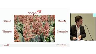 Global and european economy of sorghum. Visions and prospects.