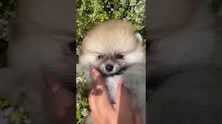 Love song❤️ Dog love ❤️🐩🐕Shorts video