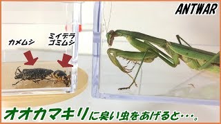 蟻戦争Ⅲ＃102 オオカマキリにカメムシとミイデラゴミムシを与えたら、まさかの結果になった・・・。  編～Giving a mantis  smelly bugs～