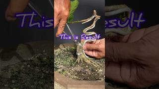 Removing Bonsai Wire