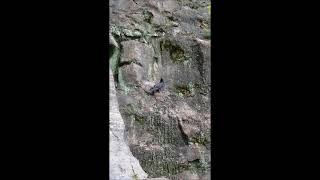 ShortVideo: Pigeon On A Cliff. #shorts