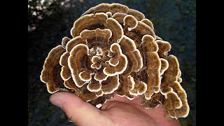 Coada de curcan, minunata si medicinala, Trametes versicolor...