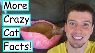 Fun Cat Facts You Probably Don't Know