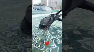 🕋Masjid al haram | peagon sajda 🕊️ #shorts #viral #viralvideo #islam