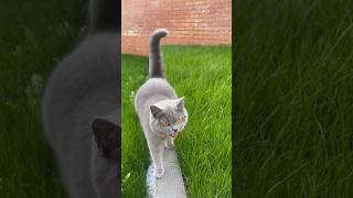 She is always angry 🤦‍♂️ | that cat walk though 😂😂 #britishshorthair #cat #cute #meow