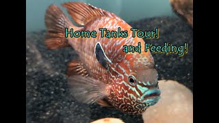 Home Tanks Tour and Feeding!