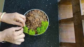 easy terrarium making at home #terrariumideas #mossterrarium #mossgarden #moss