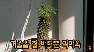 다육식물 괴마옥 유일하게 겨울 버텼네요