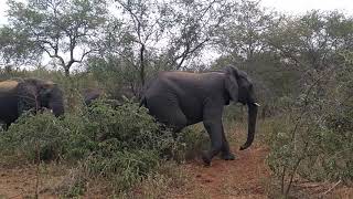 Elephants - Karongwe Game Reserve - South Africa - May 2018