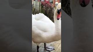 Giant Swan in our Patio Garden