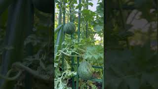 Watermelon on trellis, vertical growing #homestead #gardening #fruit #garden #watermelon