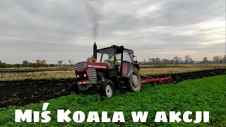 Miś Koala w akcji. Orka zimowa z Ursusem C-385. Patryk daje miodu;)