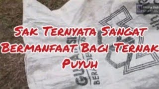 Keajaiban Penggunaan Sak pada Kandang Burung Puyuh