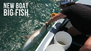 SHARK ATTACKS my newly restored boat! Matt Kelly Fishing & Boating!