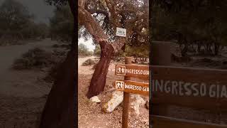 Il Parco della Giara di Gesturi.. abbiamo incontrato i Famosi Cavallini!!Sardegna!