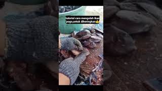 Tutorial Mengolah Ikan Pogo Untuk Dikeringkan #ikan #pogo #ikankering