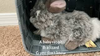 Cute baby rabbit quiz